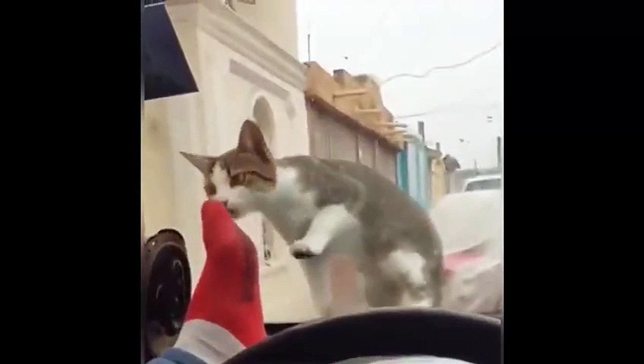 Allah'ın sopası yok! Kediyi korkutmaya çalışırken arabasının camını kırdı