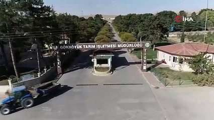 Download Video: Görenler hayrete düştü. Koyun sürüsü dakikalarca döndü