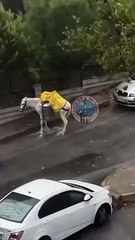 İple bağlanan bir at yağmurun altında mahsur kaldı. Bunu yapan insan da 1 oy biz de bir oy atıyoruz