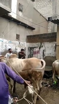 Qurbani cows Masti Coming soon @cowes @bull @mandi @H