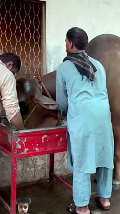 Cattle 2024  @cowcows @cowes @eiduladha2024 @cow @bull @cowlover @mandir @_HIGH