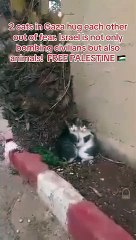 Gazze'de İsrail'in bomba seslerinden korkan iki kedinin birbirine sarıldığı anlar