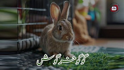 Gogo Khargosh | Interesting Urdu story | Urdu Stories | Moral Stories