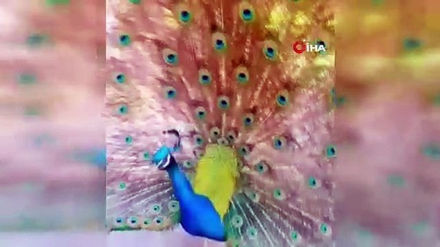 Tavus kuşu CİMER'e şikayet edildi