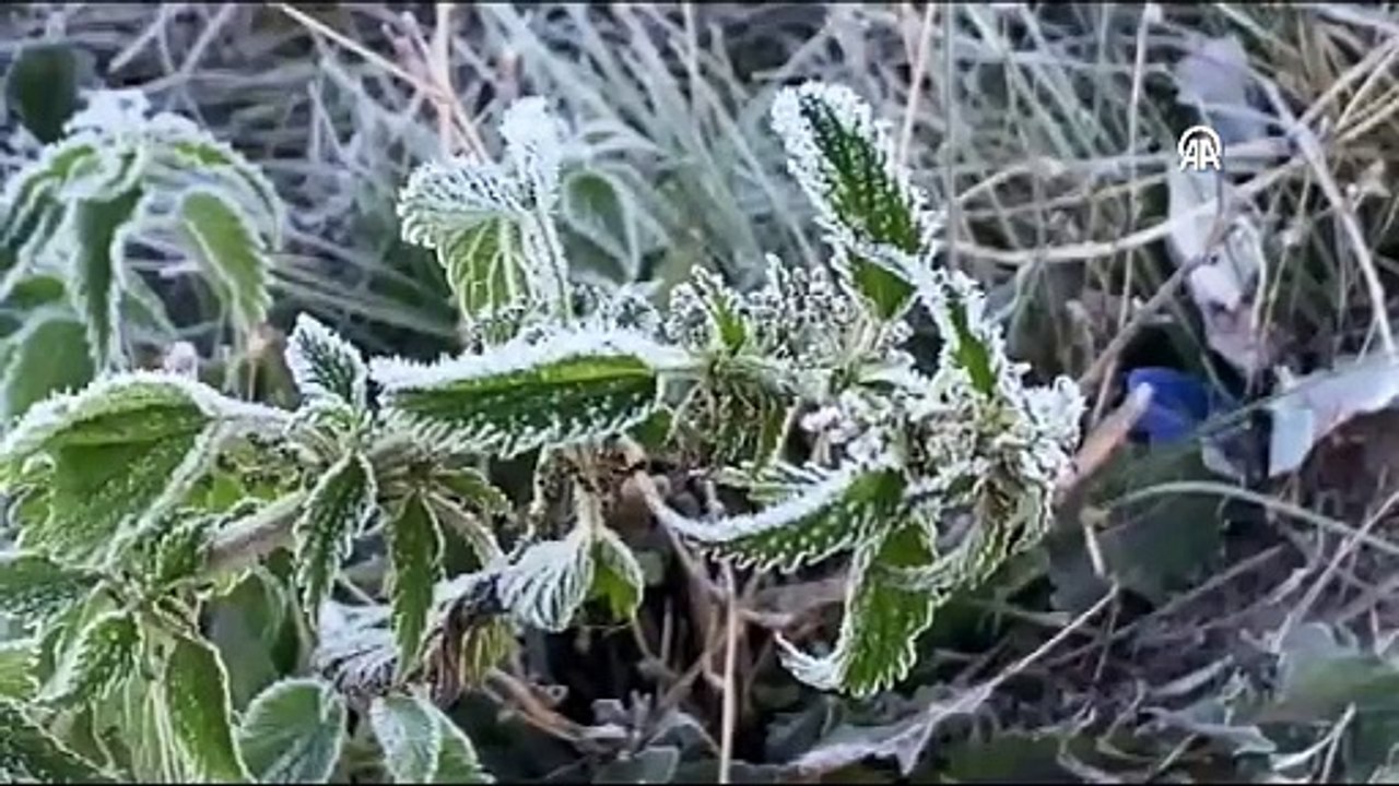 Ardahan, Erzurum ve Kars'ı soğuk hava vurdu: Camları buz tuttu, bitkileri kırağı kapladı