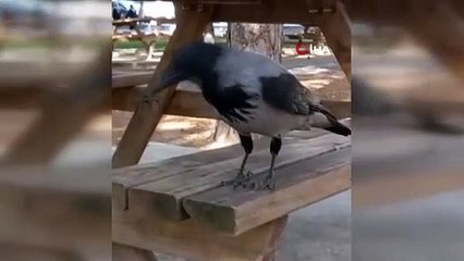 Karga kedinin kuyruğunu gagaladı