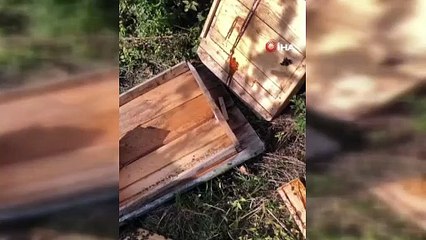 Arılığa giren ayı kovanları parçaladı