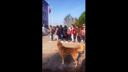 İstiklal Marşı okuyan öğrencilere eşlik etmeye çalışan köpek