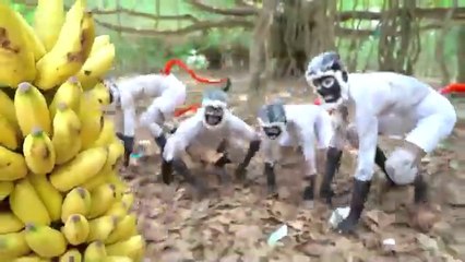 Monkey special . Very funny video