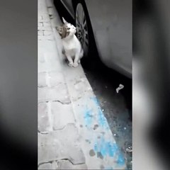 Öksürdüğü için sokağa atılan kedi evini böyle izledi. Hiç mi vicdanınız sızlamadı?