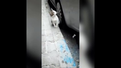 Öksürdüğü için sokak terk edildiği iddia edilen kediyi görenler "Sizde hiç vicdan yok mu?" diye tepki verdi