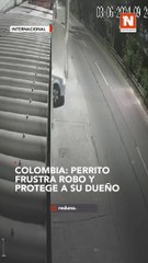 ¡Dante, el héroe canino! Labrador frustra hurto y defiende a su dueño