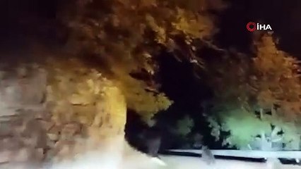 Anne ayı yavrularını korumak için at gibi dört nala koştu