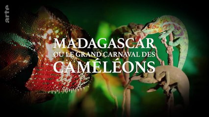 Madagascar ou le grand carnaval des caméléons _ ARTE Family