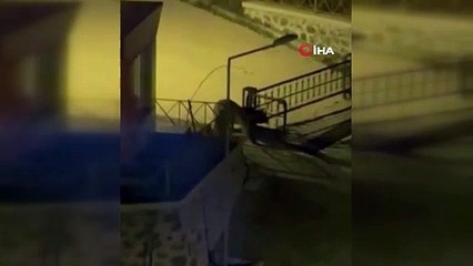 Kampüse ayı girdi. Üniversiteli ayı