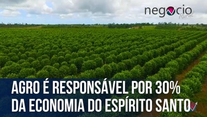 Agro é responsável por 30% da economia do Espírito Santo | Negócio Rural