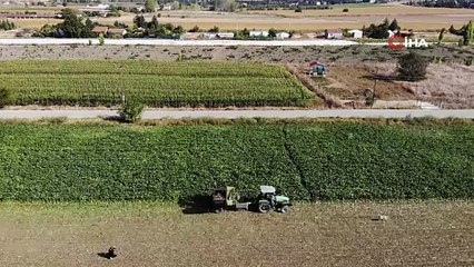 Köylü tarlasında üretiyor dev köpek yedikçe yiyor. Görenler hayret ediyor