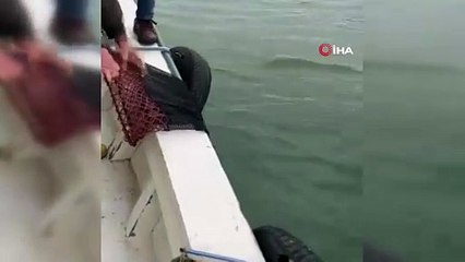 Giresunlu balıkçılar denizde ayı tuttu