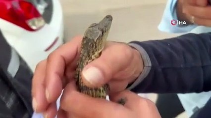 İstanbul'da evinde yavru timsah besleyen bir kişi yakalandı