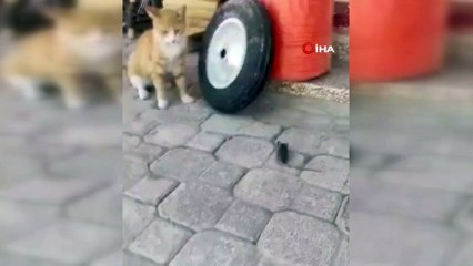 Kediye yem olmak istemeyen fare ölü taklidi yaparak kurtuldu. Tom ve Jerry gerçek oldu