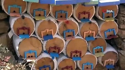 Dağda üretiliyor 2 TL'den kapışılıyor. Kanseri durduruyor öksürüğü kesiyor