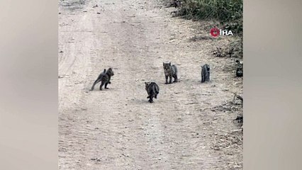 Şanlıurfa'da vaşak ve dört yavrusu böyle görüntülendi