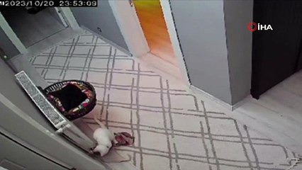 İzmir'de deprem anı kamerada: Yaşanan panik saniye saniye yansıdı