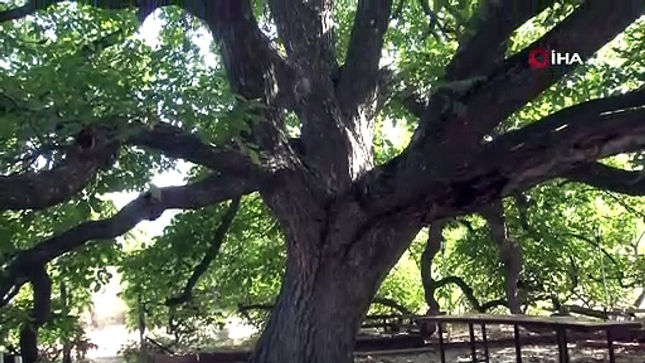 300 senelik ceviz ağacı meyve vermeye devam ediyor