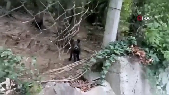 Sarıyer'i domuzlar bastı. Sürücü pisi pisi diye çağırdı