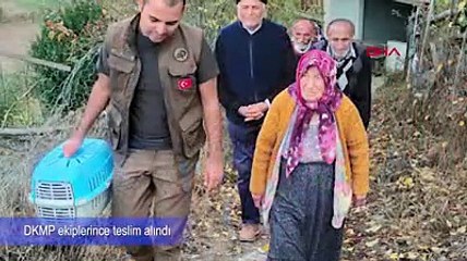 Annesini kaybeden yavru vaşak köylünün peşine takıldı. Kedi zannettiler