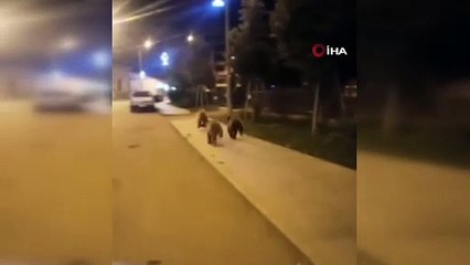Erzurum'da ayılar şehir merkezine indi