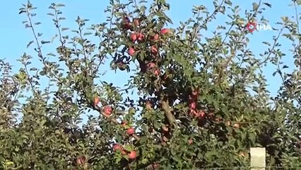 Kardeşleri tarım ilacı hastanelik etti