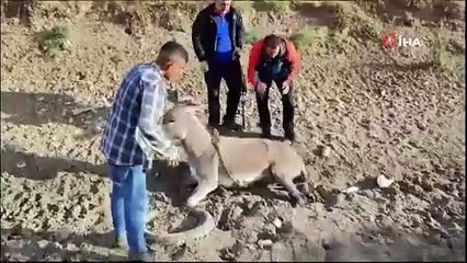 Bataklığa saplanan eşeği AFAD ekibi kurtardı