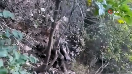 Mehmetçik teröristlerin inlerine girdi
