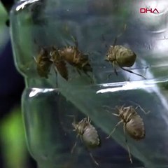 Karadeniz’de istilacı böcek durdurulamıyor. Bir çifti 14 bin yumurta bırakıyor