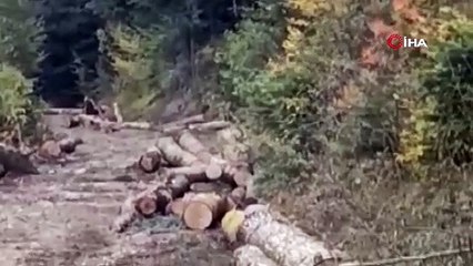 Kastamonu'da ayıyı gören işçiler kaçtı