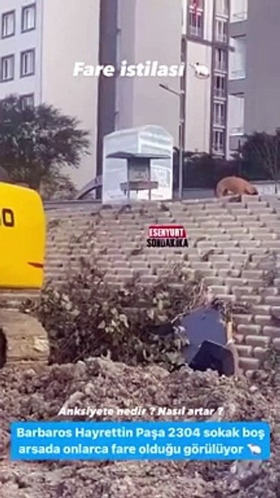 Esenyurt’u fareler bastı. Kedi büyüklüğündeki fareler ortalıkta cirit attı