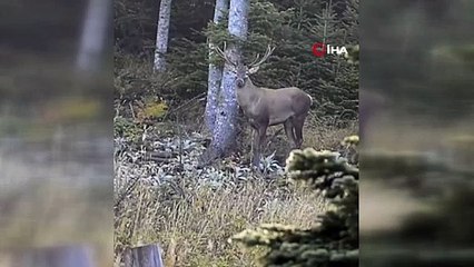 Nesli tükenmekte olan Kızıl Geyik Bursa'da yürüyüş yaparken görüntülendi