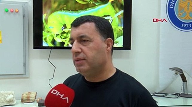 Güzelliği mest ediyor dokunanı anında zehirliyor. Kamuflaj uzmanı Türkiye'yi işgal etti