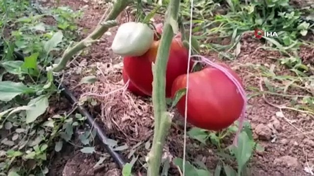 Ata tohumundan çıktı gören hormonlu diyor. Hobi amaçlı yaptı şimdi mesleği oldu