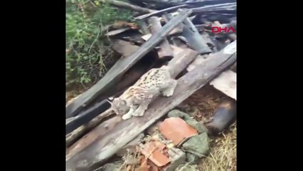 Vaşak yavrusu tatlılığıyla köylülerin kalbini fethetti