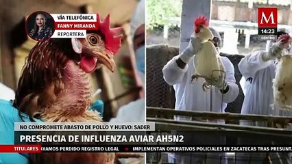 SADER descarta que influenza aviar AH5N2 comprometa abasto de pollo y huevo