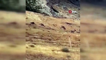 Diyarbakır'da yaban keçileri işte böyle görüntülendi