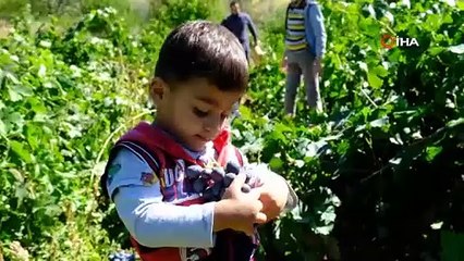 Tescilli meyvenin hasadı sürüyor kilosu 55 TL. Kansere kalkan oluyor