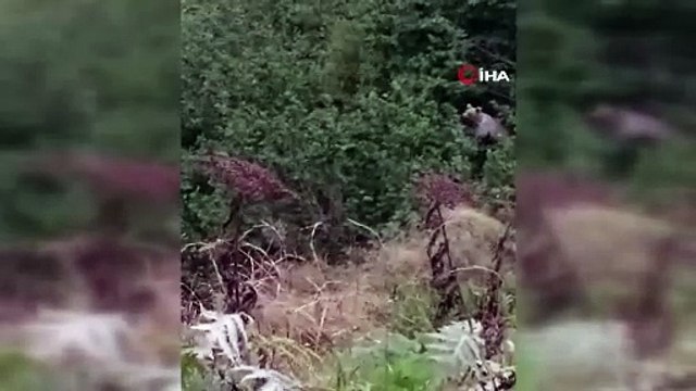 Fındık yiyen ayıya söyledikleri güldürdü