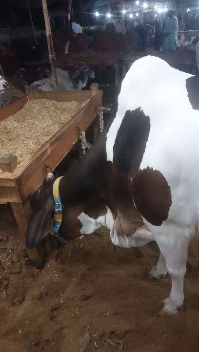 beutiful cow