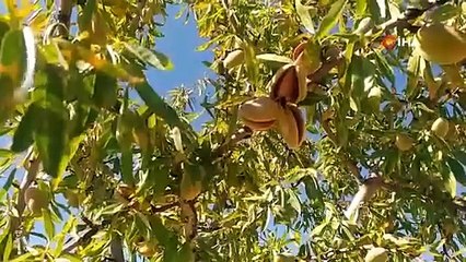 Yetişmez diyenlere inat ekti her ağaçtan 20 kilo topluyor. Dalındayken satıyor