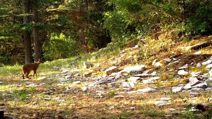 Ormanın sırrı 'Karakulak' böyle görüntülendi. Türkiye'nin vahşi kedisi