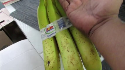 American Bananas Probably The Worlds Largest Bananas