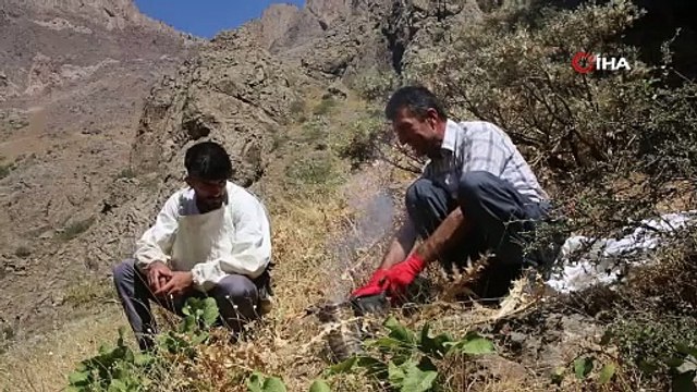 Dağın tepesine tırmanıyorlar bedava ürünü topluyorlar. Kilosunu 2 bin 500 TL'ye satıyorlar